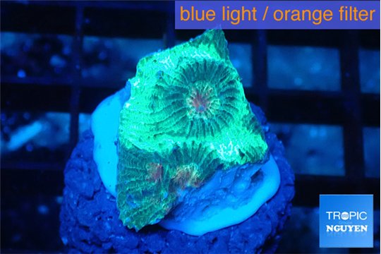 Favia green 1 cm WYSIWYG acclimaté