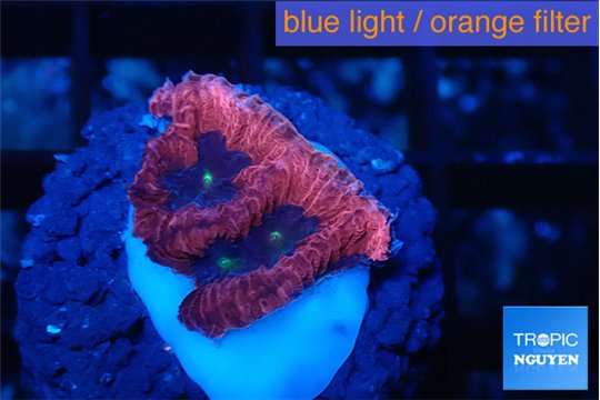 Favia red purple 1-2 cm WYSIWYG acclimaté