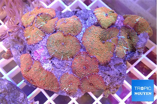 Discosoma red flame 7-10 cm WYSIWYG acclimaté