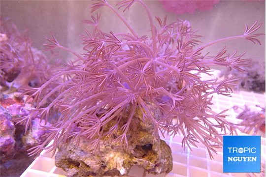 Xenia long polyps 6-9 cm WYSIWYG acclimaté