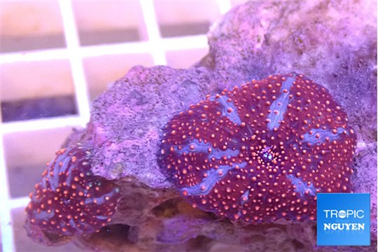 Discosoma red & blue flame 2 polyps WYSIWYG acclimaté