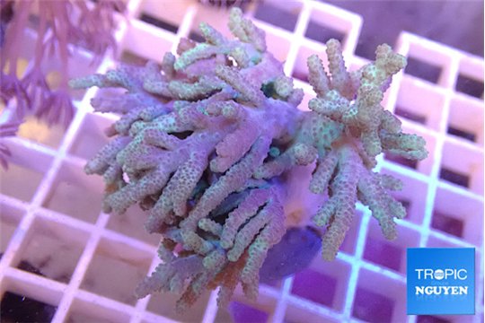 Sinularia flexibilis 4-8 cm WYSIWYG acclimaté