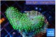 Sarcophyton full neon green polyps Australia 3-4 cm WYSIWYG acclimaté
