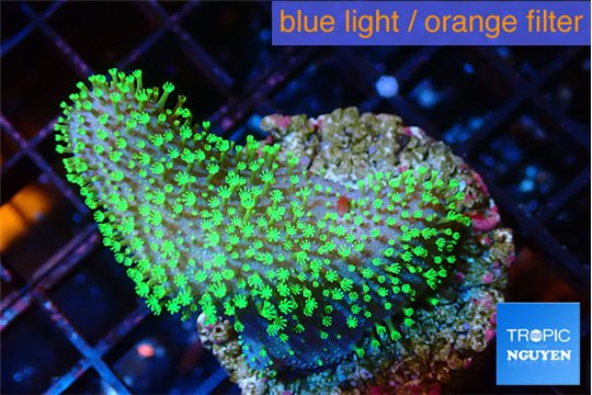 Sarcophyton full neon green polyps Australia 3-4 cm WYSIWYG acclimaté