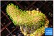 Sarcophyton full neon green polyps Australia 3-4 cm WYSIWYG acclimaté