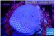 Sarcophyton full neon green polyps Australia 2-3 cm WYSIWYG acclimaté