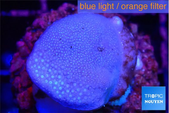 Sarcophyton full neon green polyps Australia 2-3 cm WYSIWYG acclimaté