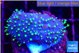 Sarcophyton full neon green polyps Australia 2-3 cm WYSIWYG acclimaté