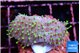Sarcophyton full neon green polyps Australia 2-3 cm WYSIWYG acclimaté