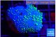 Sarcophyton full neon green polyps Australia 2-3 cm WYSIWYG acclimaté