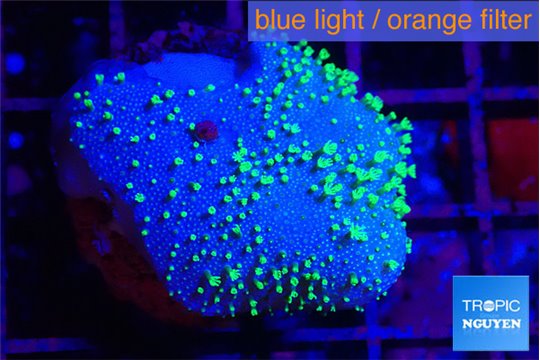 Sarcophyton full neon green polyps Australia 2-3 cm WYSIWYG acclimaté