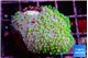 Sarcophyton full neon green polyps Australia 2-3 cm WYSIWYG acclimaté