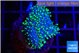 Sarcophyton full neon green polyps Australia 2-3 cm WYSIWYG acclimaté