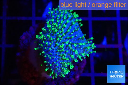 Sarcophyton full neon green polyps Australia 2-3 cm WYSIWYG acclimaté