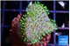 Sarcophyton full neon green polyps Australia 2-3 cm WYSIWYG acclimaté