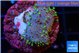 Sarcophyton full neon green polyps Australia 2-3 cm WYSIWYG acclimaté