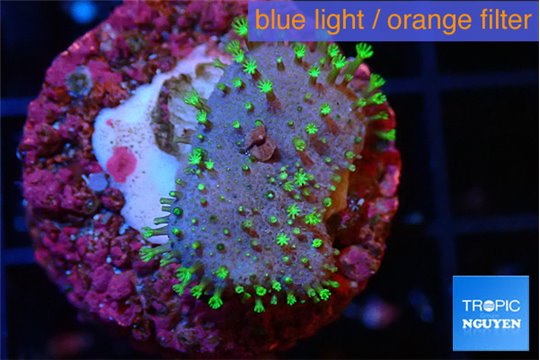 Sarcophyton full neon green polyps Australia 2-3 cm WYSIWYG acclimaté