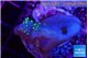 Sarcophyton full neon green polyps Australia 3-4 cm WYSIWYG acclimaté