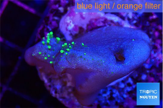 Sarcophyton full neon green polyps Australia 3-4 cm WYSIWYG acclimaté