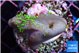Sarcophyton full neon green polyps Australia 3-4 cm WYSIWYG acclimaté