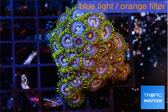 Zoanthus magic green blue premium 4-5 cm WYSIWYG acclimaté