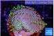 Sarcophyton full neon green polyps Australia 2-3 cm WYSIWYG acclimaté