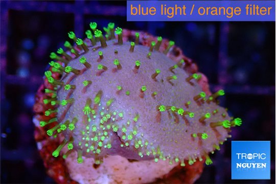 Sarcophyton full neon green polyps Australia 2-3 cm WYSIWYG acclimaté