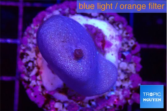 Sarcophyton full neon green polyps Australia 3-4 cm WYSIWYG acclimaté