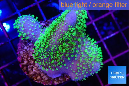 Sarcophyton full neon green polyps Australia 4-5 cm WYSIWYG acclimaté