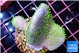 Sarcophyton full neon green polyps Australia 4-5 cm WYSIWYG acclimaté