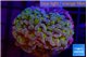 Euphyllia paraancora gold purple 3-5 cm WYSIWYG acclimaté