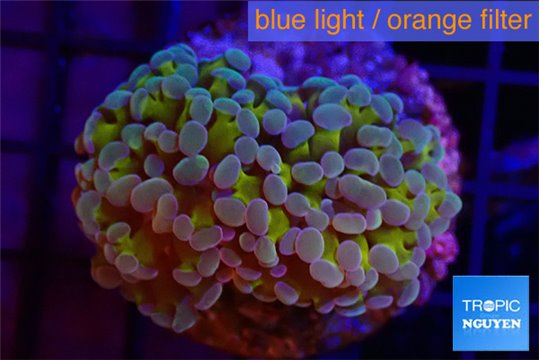 Euphyllia paraancora gold purple 3-5 cm WYSIWYG acclimaté