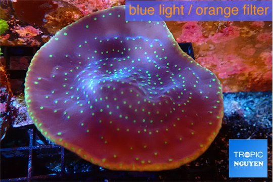 Turbinaria reniformis yellow polyps 6-9 cm WYSIWYG acclimaté