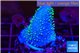 Sarcophyton full neon green polyps Australia 3-5 cm WYSIWYG acclimaté