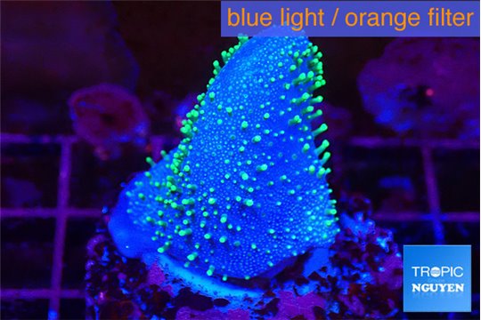 Sarcophyton full neon green polyps Australia 3-5 cm WYSIWYG acclimaté