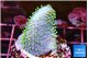 Sarcophyton full neon green polyps Australia 3-5 cm WYSIWYG acclimaté