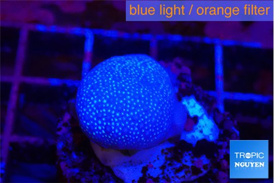 Sarcophyton full neon green polyps Australia 2-3 cm WYSIWYG acclimaté