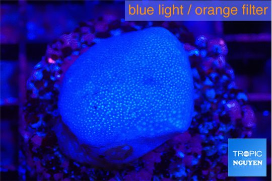 Sarcophyton full neon green polyps Australia 2-3 cm WYSIWYG acclimaté