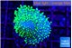 Sarcophyton full neon green polyps Australia 2-3 cm WYSIWYG acclimaté