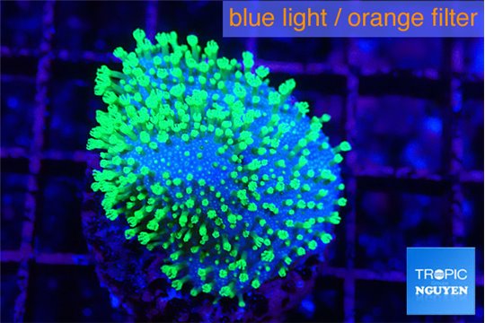 Sarcophyton full neon green polyps Australia 2-3 cm WYSIWYG acclimaté