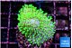 Sarcophyton full neon green polyps Australia 2-3 cm WYSIWYG acclimaté
