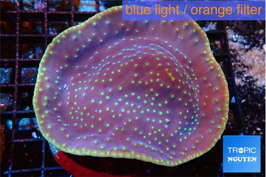 Turbinaria reniformis yellow polyps 7-9 cm WYSIWYG acclimaté