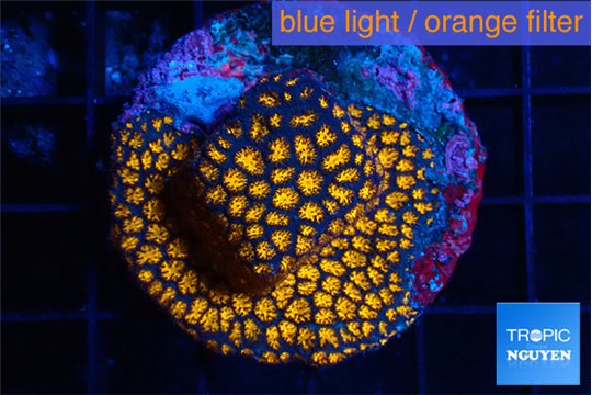 Leptastrea fusion 2-3 cm WYSIWYG acclimaté