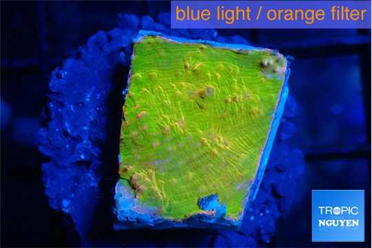 Echinophyllia sugar cookie 1-2 cm WYSIWYG acclimaté