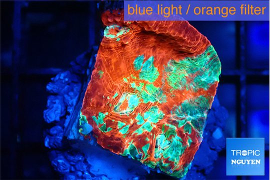 Echinophyllia tropic thunder 2-3 cm WYSIWYG acclimaté