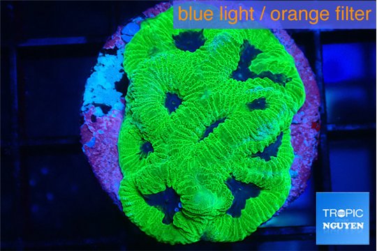 Platygyra brimstone 2-4 cm WYSIWYG acclimaté
