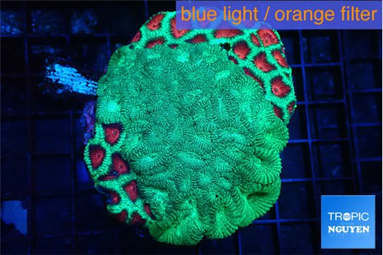 Favia graphted green & green moster 6-8 cm WYSIWYG acclimaté