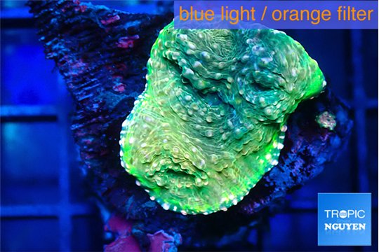 Echinophyllia holywood stunner 2-3 cm WYSIWYG acclimaté