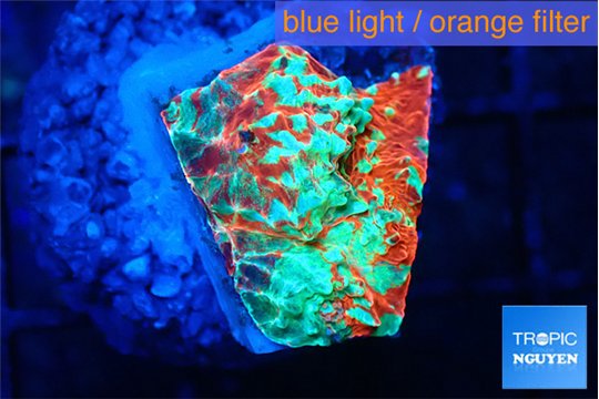 Echinophyllia tropic thunder 2-3 cm WYSIWYG acclimaté