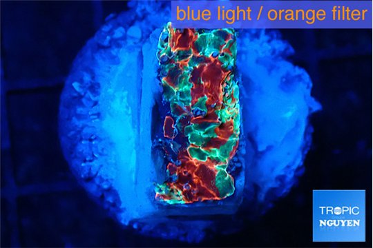 Echinophyllia tropic thunder 2-3 cm WYSIWYG acclimaté